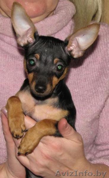 Продажа той-терьер щенок - Изображение #1, Объявление #3040