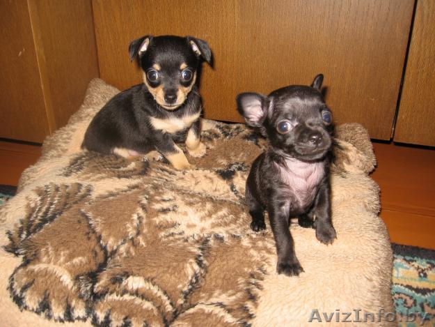 Продаю тойтерьер щенки - Изображение #1, Объявление #3039