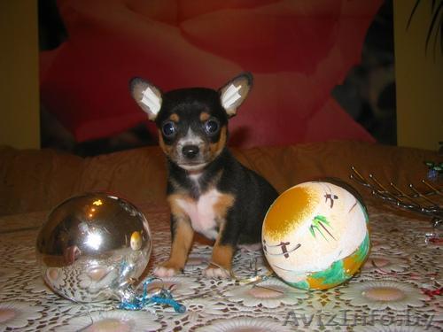 Продам щенков чихуа-хуа - Изображение #1, Объявление #3037