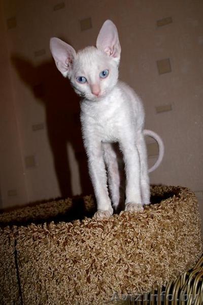 Продам катят Корниш Рекс Котята - Питомник CrossFire  - Изображение #1, Объявление #14519