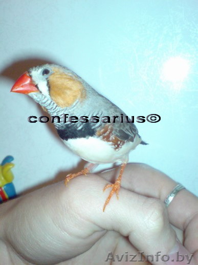 Амадины (экзотические птицы) - Изображение #1, Объявление #16885