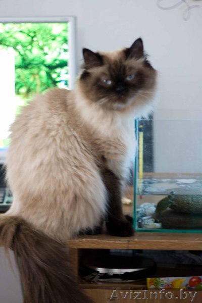 персидские чистокровные котята - Изображение #1, Объявление #26475