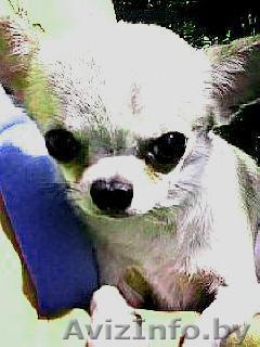 вязка кобеля ЧИХУА ХУА - Изображение #1, Объявление #34069