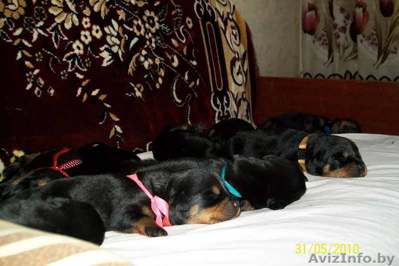 Щенки ротвейлера в Минске - Изображение #1, Объявление #37612