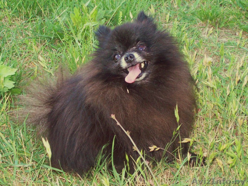  предлогается для вязки - Изображение #1, Объявление #59552