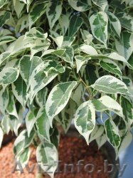 Фикусы Бенджамена - Изображение #1, Объявление #83879