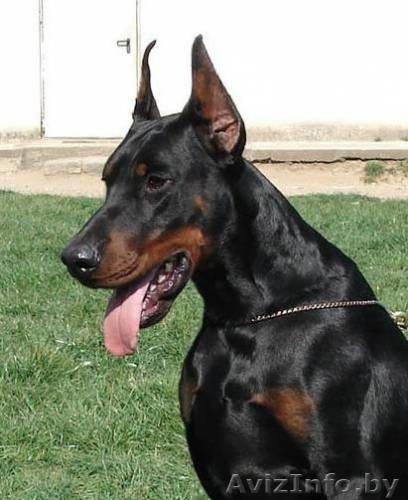 Щенки добермана - Изображение #1, Объявление #90044