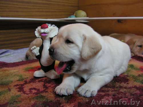 Продам щенков лабрадора-ретривера - Изображение #1, Объявление #125434