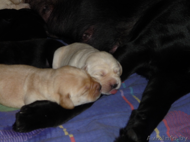 Щенки лабрадора-ретривера от родителей чемпионов палевого и черного окрасов - Изображение #1, Объявление #122811