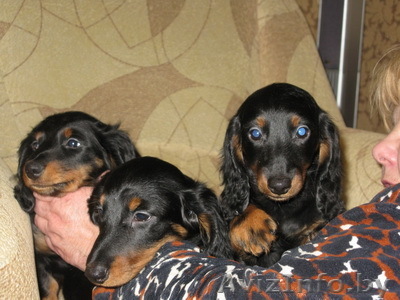   Продам щенков длиннош.таксы,с родословной. - Изображение #1, Объявление #142991