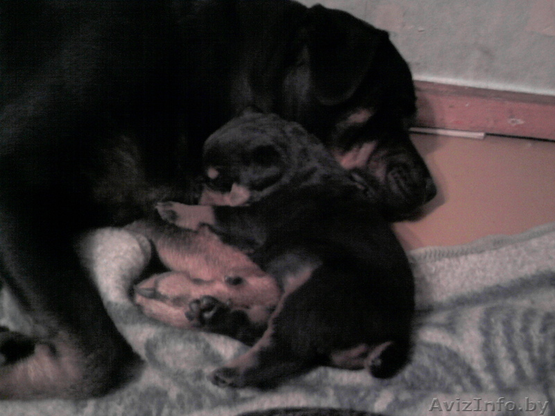 щенки ротвейлера - Изображение #1, Объявление #149250