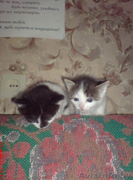 милые котята остались без мамы - Изображение #1, Объявление #210099