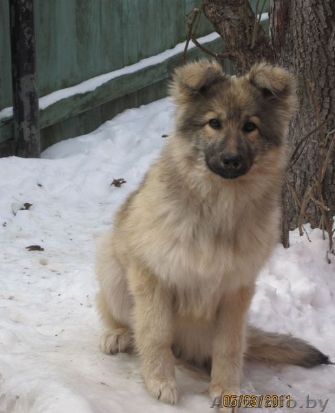 Отдам в ОЧЕНЬ хорошие руки собаку - Изображение #1, Объявление #226932