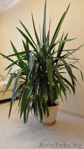 Юкка слоновая 2шт - Изображение #1, Объявление #261295