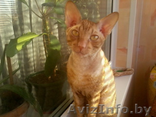 Кот  породы  Корниш - рекс - Изображение #1, Объявление #278800