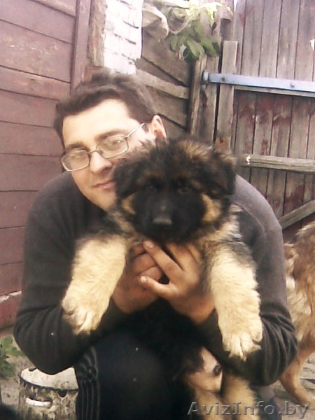 Продаются немецкие овчарки (щенки) - Изображение #1, Объявление #279131