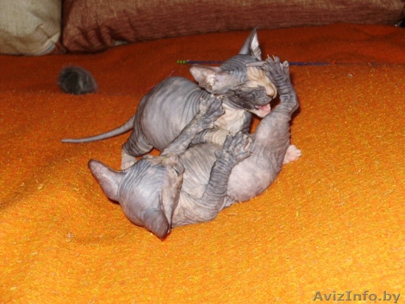 Донской сфинкс, 2 мес. девочки - Изображение #1, Объявление #270474