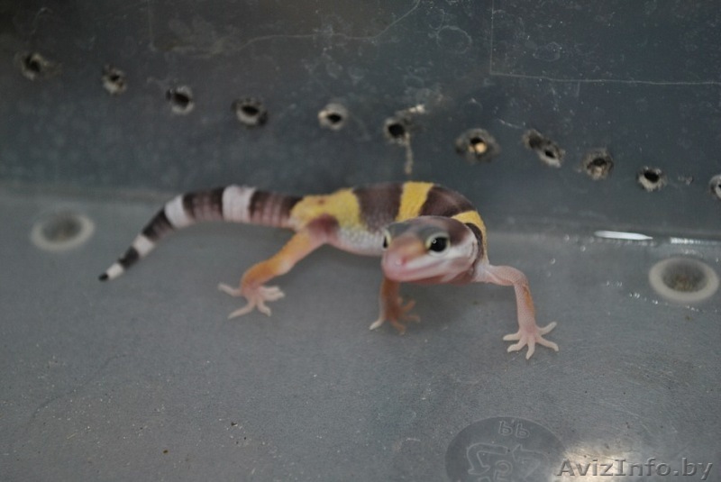 продажа детей эублефар дешево - Изображение #1, Объявление #286800