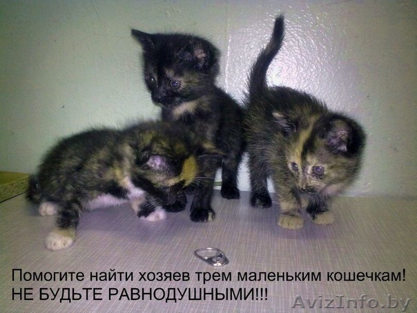 три маленькие кошечки - Изображение #1, Объявление #280966