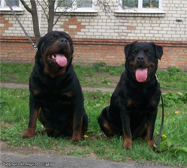 Ротвейлера щенки - Изображение #1, Объявление #322032