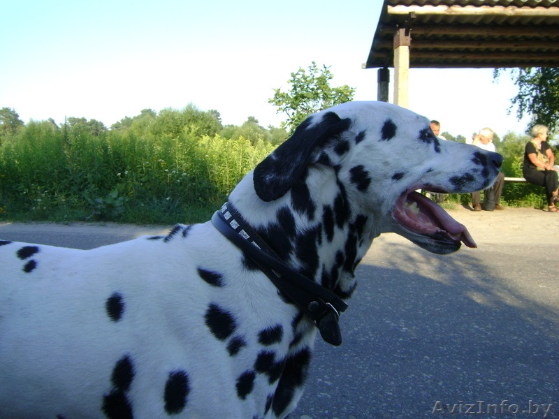Отдадим в добрые руки далматина - Изображение #1, Объявление #328854