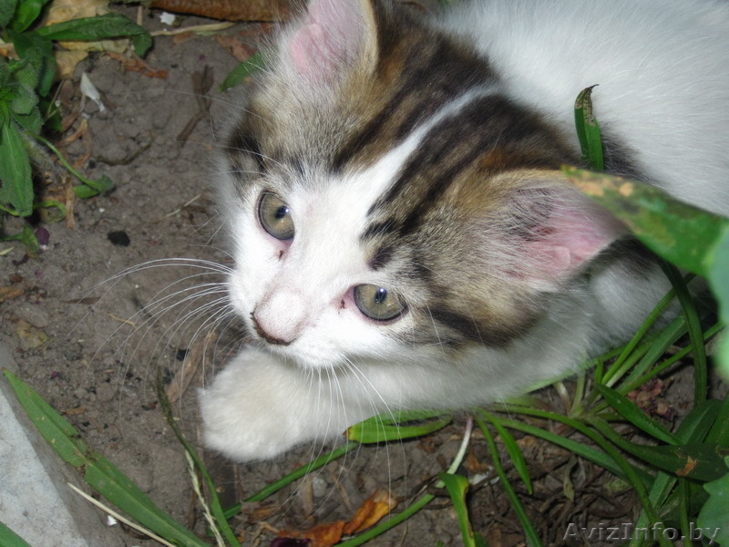 Отдам в хорошие руки котенка/котят - Изображение #1, Объявление #319425