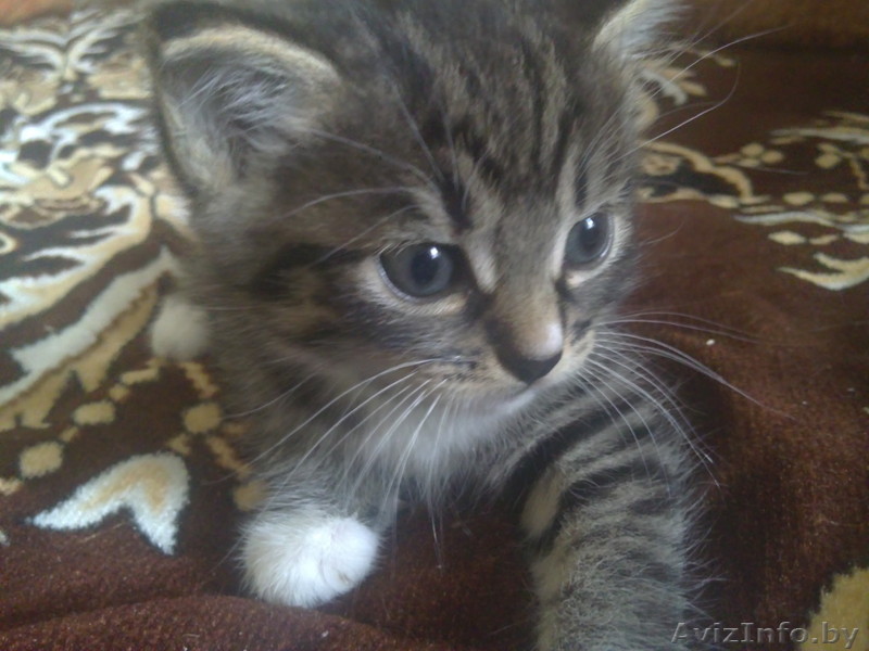 котенок даром.в добрые руки - Изображение #1, Объявление #357939