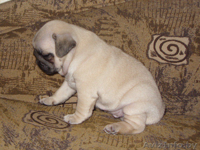 продается щенок мопса 2 месяца  - Изображение #1, Объявление #368063