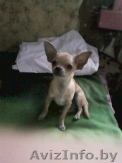 8-029-532-38-14 - Изображение #1, Объявление #378109