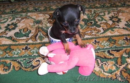 Той терьер, девочка щенок - Изображение #1, Объявление #387778