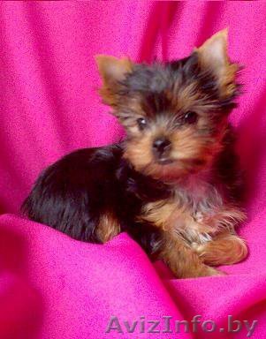 милашки девочки йорки - Изображение #1, Объявление #417802