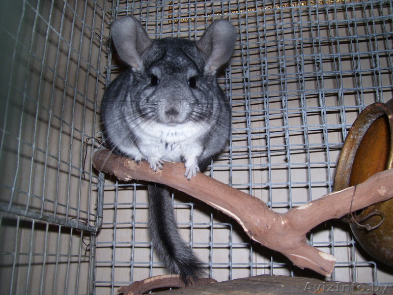 Отличный подарок на Новый год - шиншилла - Изображение #1, Объявление #452576