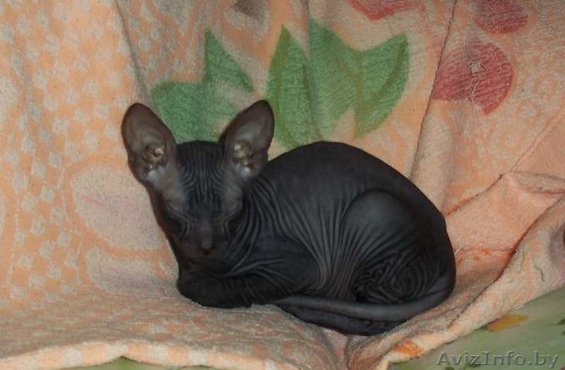 Продам донского сфинкса - Изображение #1, Объявление #433774