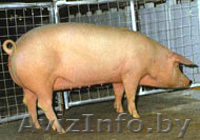 Поросята ландрасы  - Изображение #1, Объявление #446741