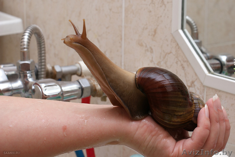 ахатина улитка домашняя - Изображение #1, Объявление #466205