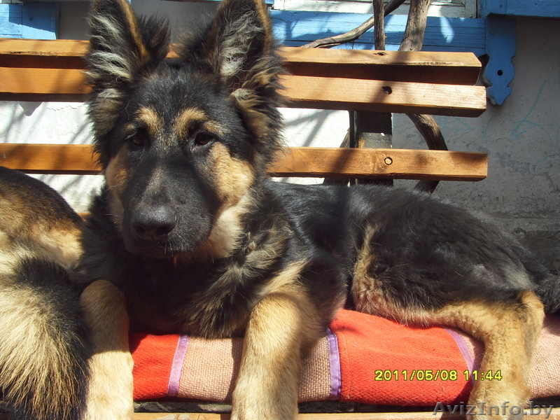 щенки немецкой авчарки 1 месяц окрас черный и чепрачный - Изображение #1, Объявление #473049