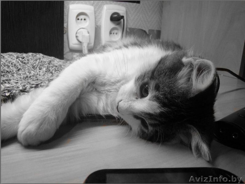 Спасённый котёнок ищет любящую семью! - Изображение #1, Объявление #467986