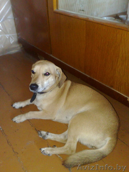 найдена собачка - Изображение #1, Объявление #593794