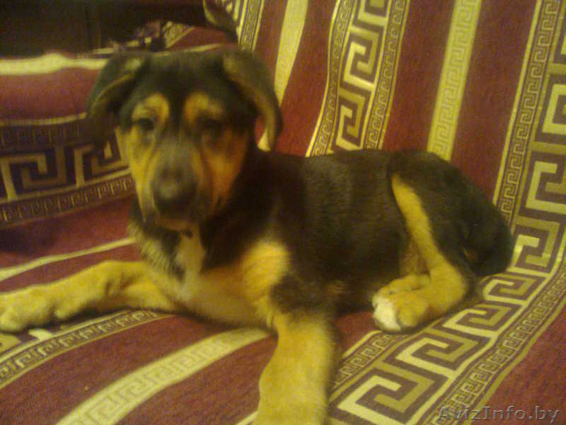 Найденыш щенок СРОЧНО - Изображение #1, Объявление #631358