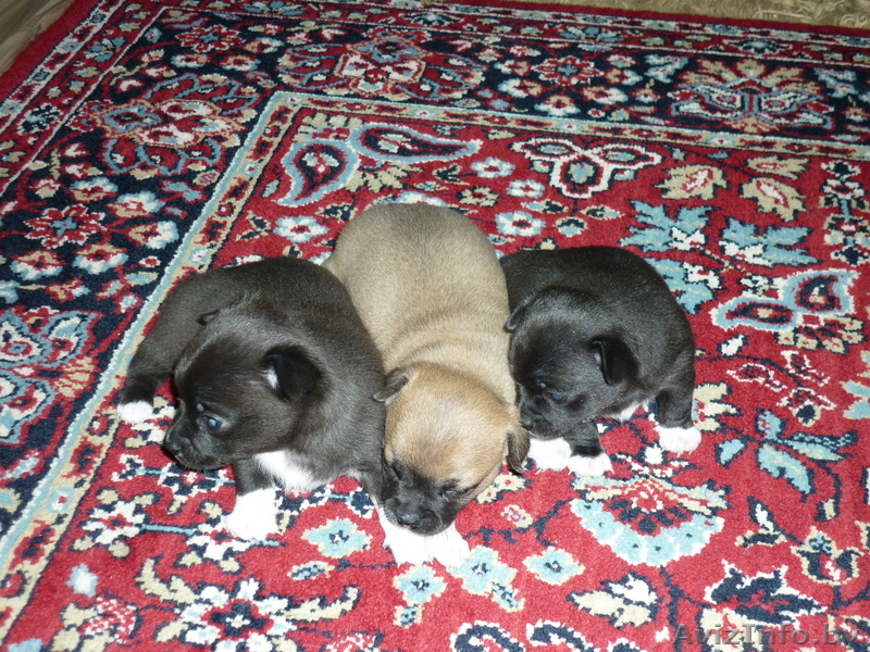 щенки чихуахуа девочки - Изображение #1, Объявление #651169