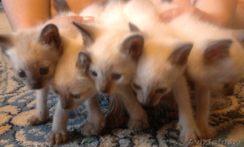 сиамские котята 1.5 мес - Изображение #1, Объявление #716585