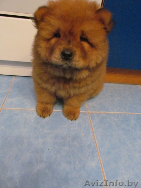 Продам ЩенкаЧау-чау - Изображение #1, Объявление #725976