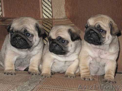 Мопс щенки мальчики и девочки, бежевого окраса - Изображение #1, Объявление #275105
