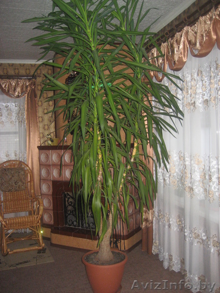 Юкка слоновая? Возраст 9 лет. Высота 3 метра. - Изображение #1, Объявление #771072