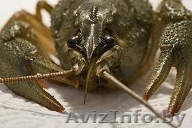 живые раки в Гомеле - Изображение #1, Объявление #823446