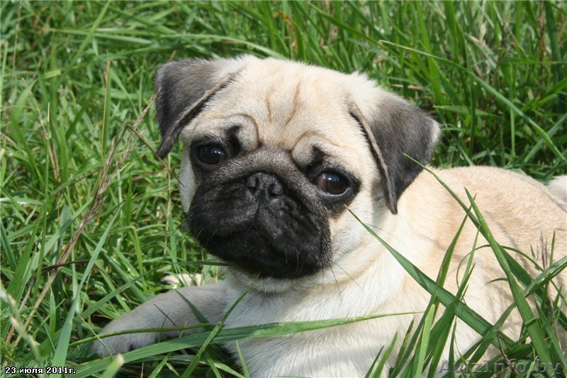  Мопсик девочка ищет новых хозяев   - Изображение #1, Объявление #904729