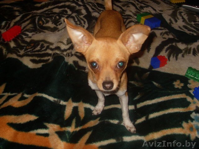 Потерялась собака! Чихуахуа - Изображение #1, Объявление #897069