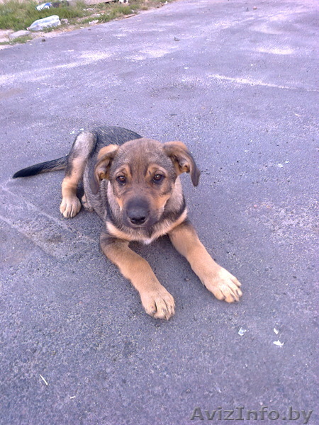 Щеночек (девочка) в хорошие руки! - Изображение #1, Объявление #938446