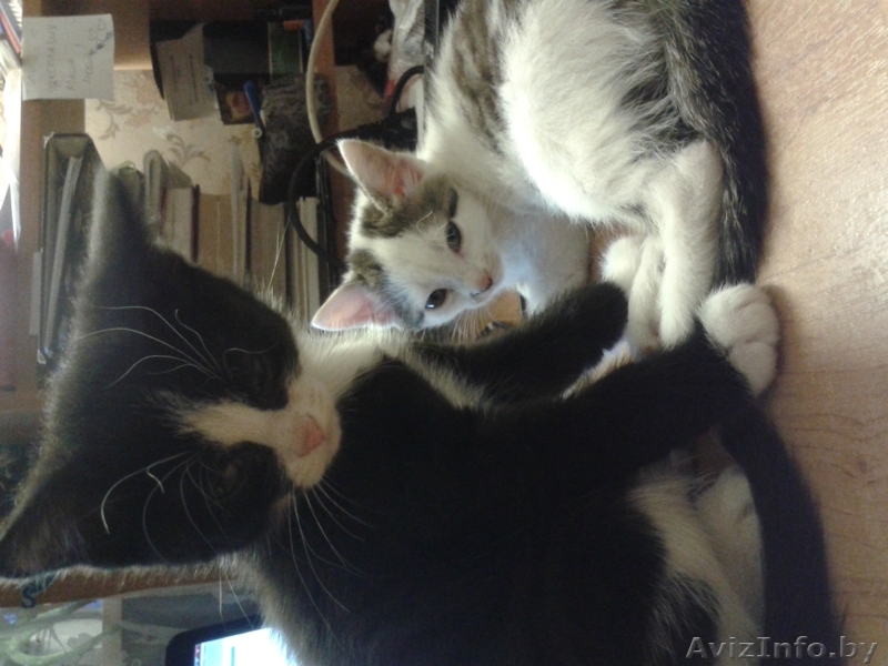 Котята от умной кошки в хорошие руки  - Изображение #1, Объявление #1013691