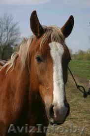 Продам лошадь(жеребец) - Изображение #1, Объявление #1015903